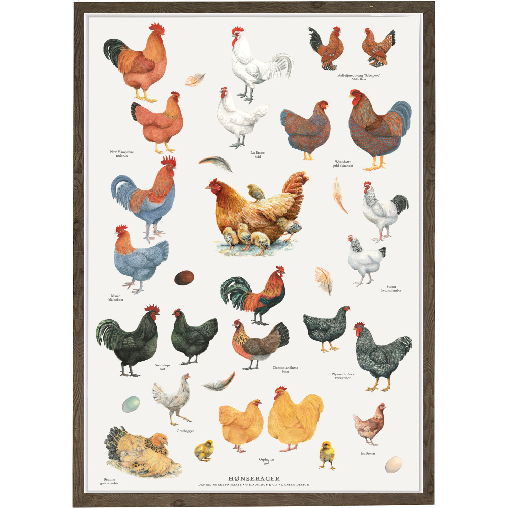 Koustrup poster - Kippenrassen, A2 - Afbeelding 3