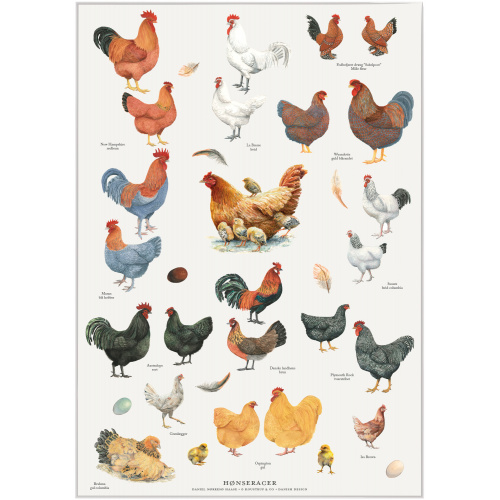 Affiche Koustrup - Races de poules, A2