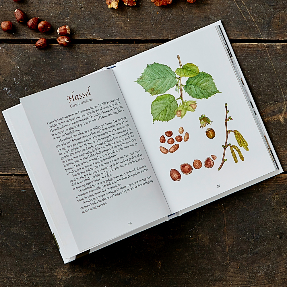 Les petits blancs de Koustrup — Fruits sauvages comestibles - Image 3