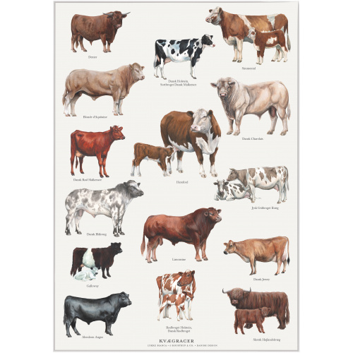 Affiche Koustrup - Races bovines, format A4