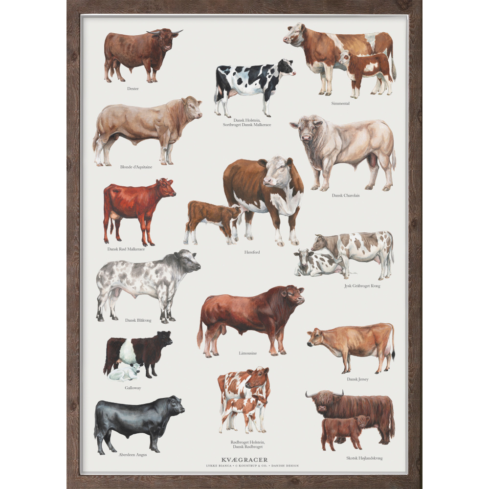 Affiche Koustrup - Races bovines, A2 - Image 3
