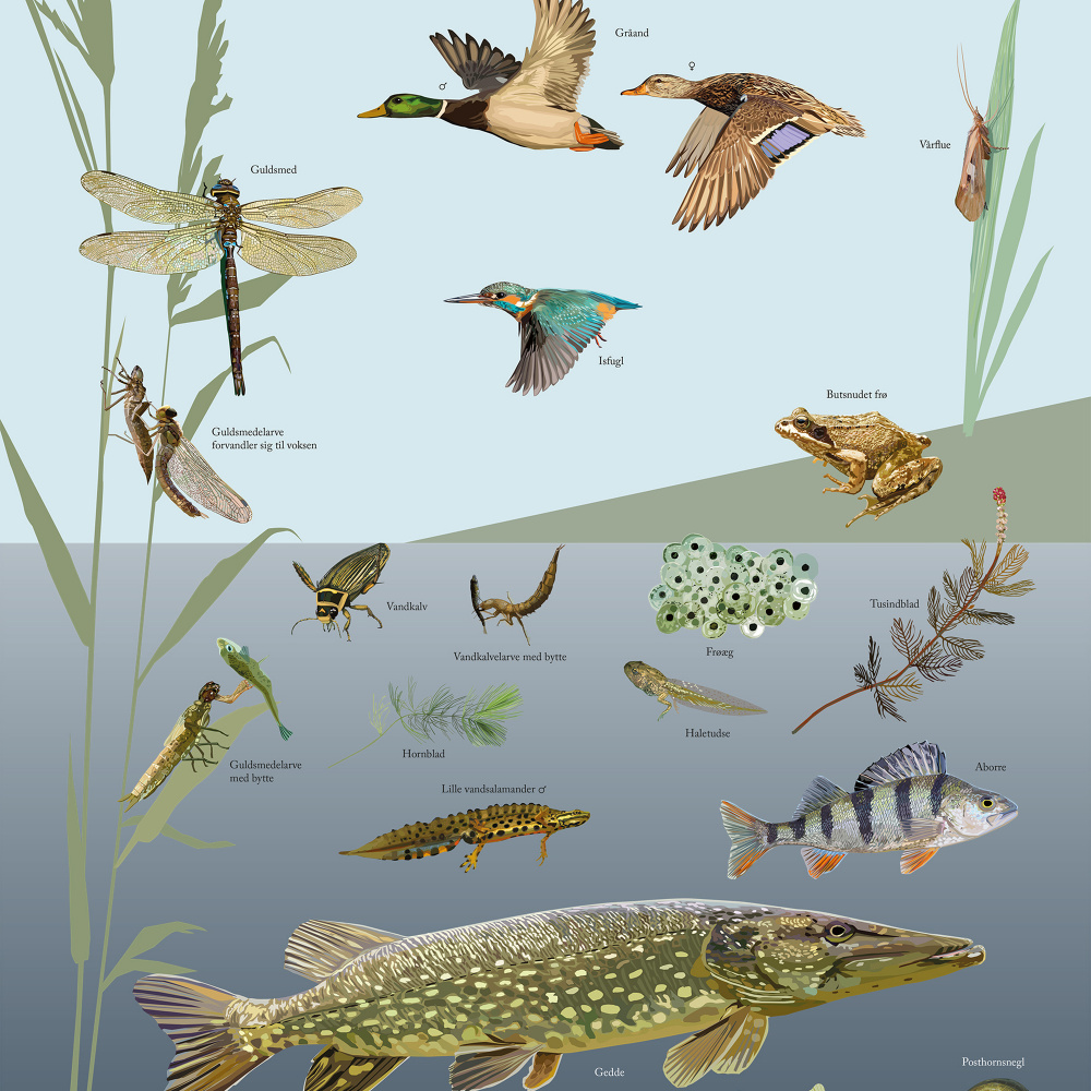 Koustrup Poster - See und Fluss, A4 - Bild 2