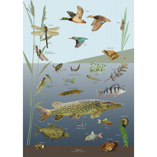 Koustrup poster - Meer en beek, A4