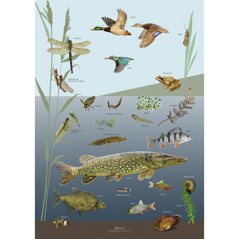 Koustrup poster - Meer en beek, A4