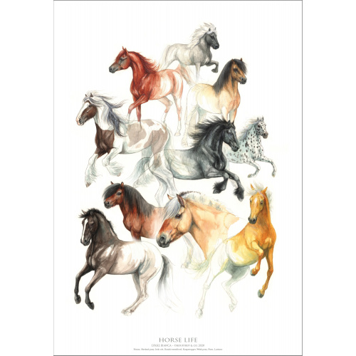 Koustrup & Co. Poster mit Pferden - A2