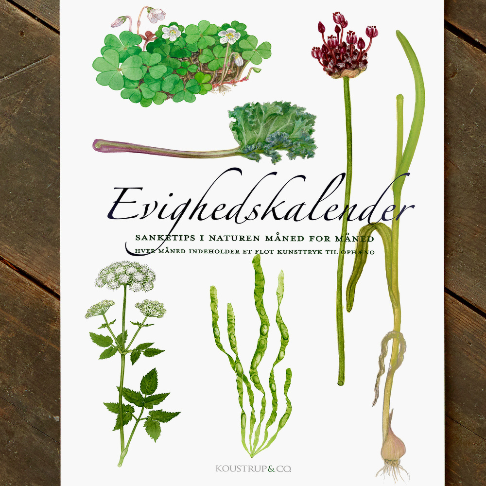 Koustrup & Co. Dauerkalender - Sammeltipps - Bild 2