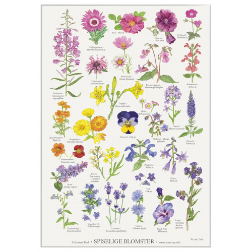 Koustrup poster - Eetbare bloemen, A2