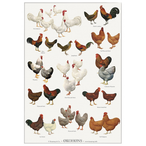 Affiche Koustrup - Poules bio, A2