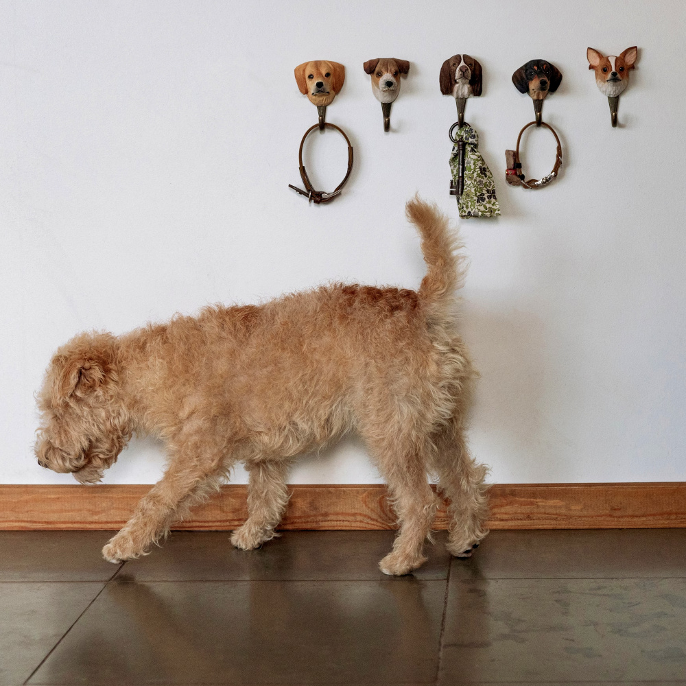 Patère Wildlife Garden - jack russell terrier - Image 7