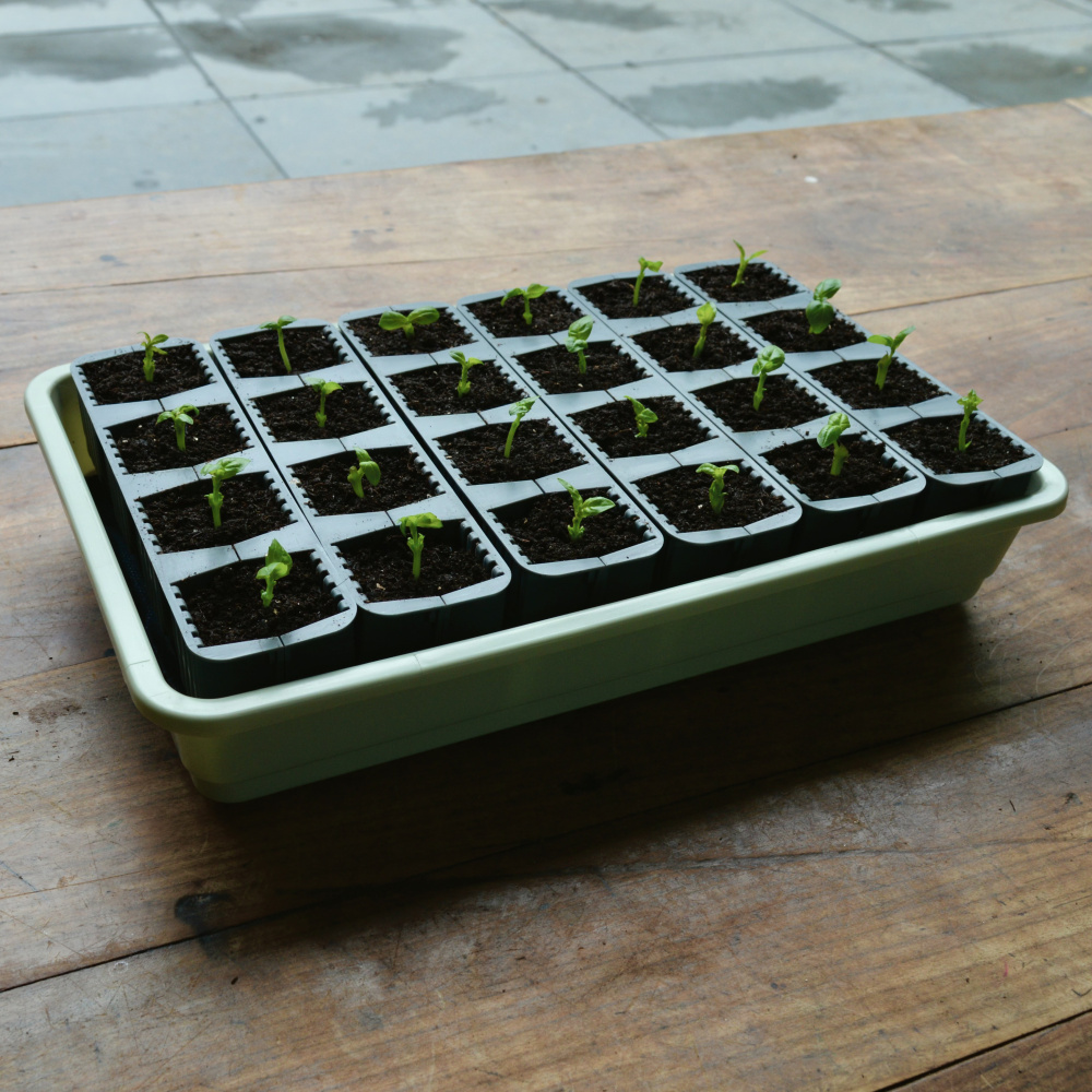 Garland minidrivhus med split celler - Billede 3