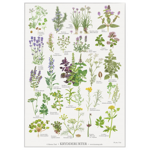 Koustrup & Co. poster with herbs - A2