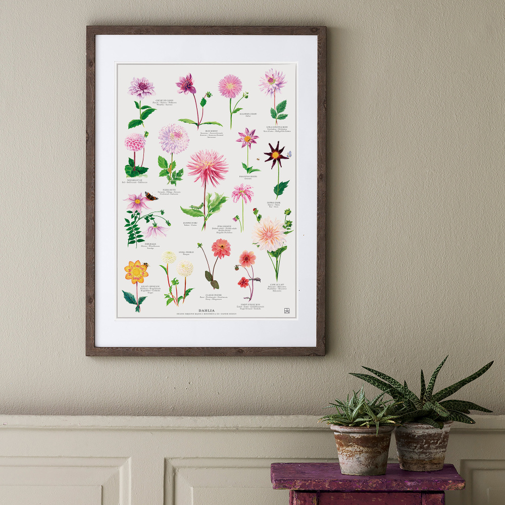 Koustrup plakat - Dahlia, A4 - Billede 2