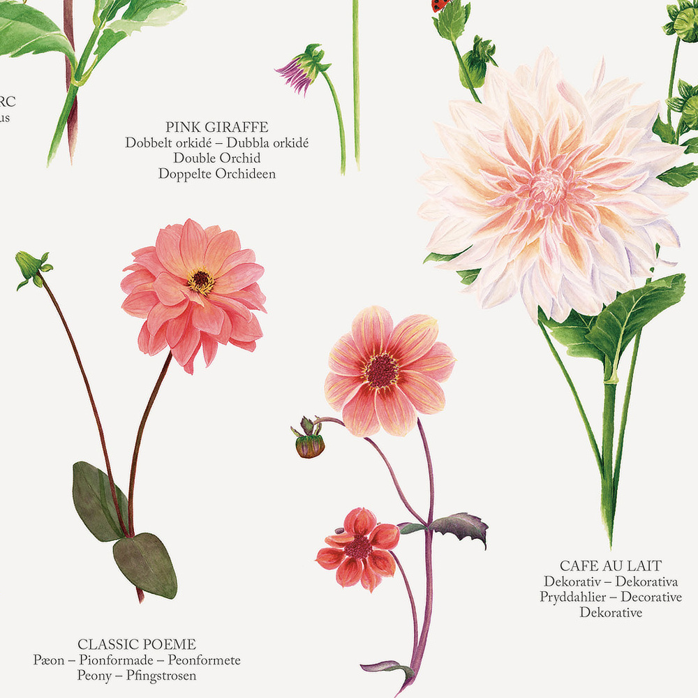 Koustrup plakat - Dahlia, A4 - Billede 4