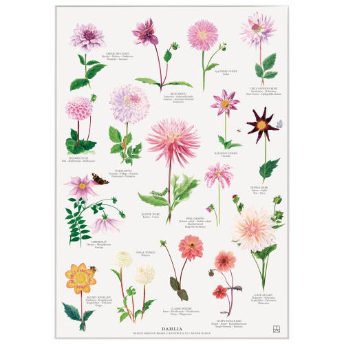 Koustrup & Co. Plakat mit Dahlie - A2
