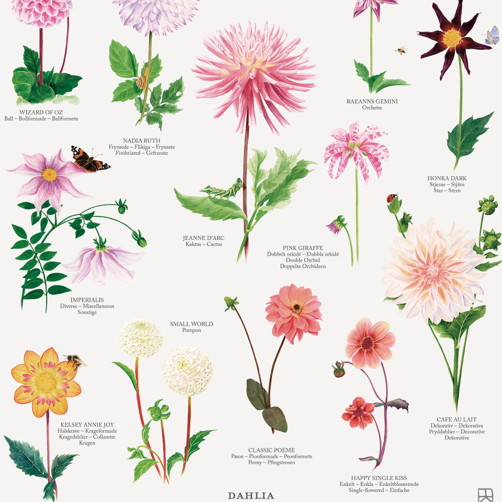 Koustrup plakat - Dahlia, A2 - Billede 3