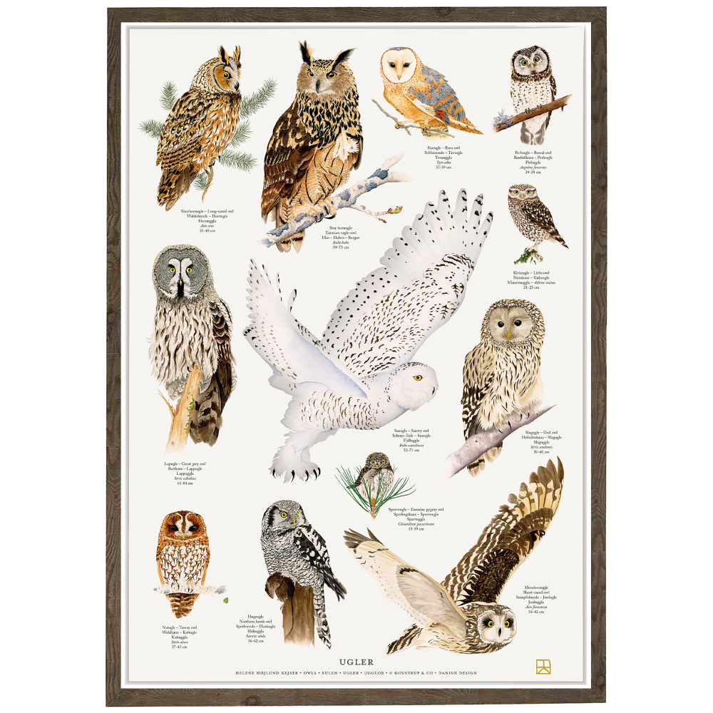 Koustrup-poster - Uilen, A4 - Afbeelding 5