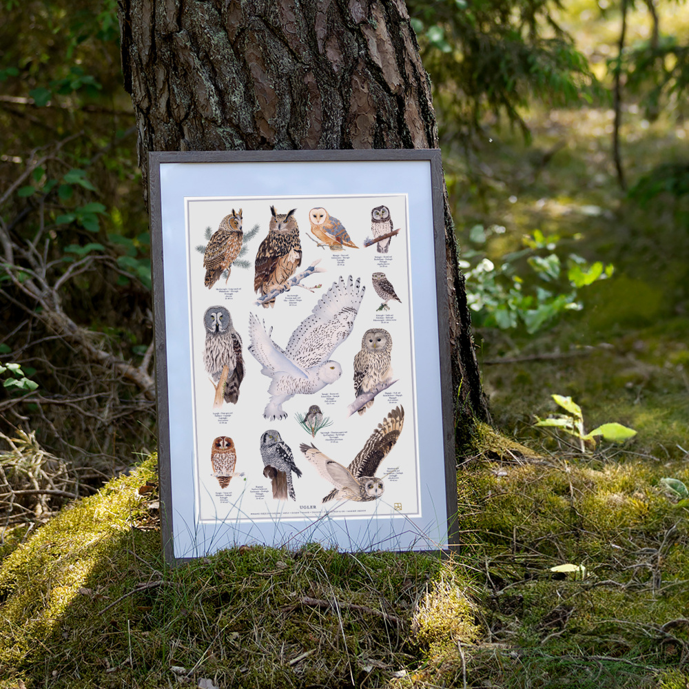 Koustrup-poster - Uilen, A4 - Afbeelding 2