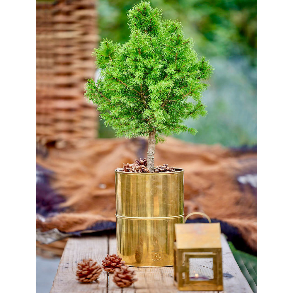 A2 Living vases, 2 pcs. - genuine brass - Image 2