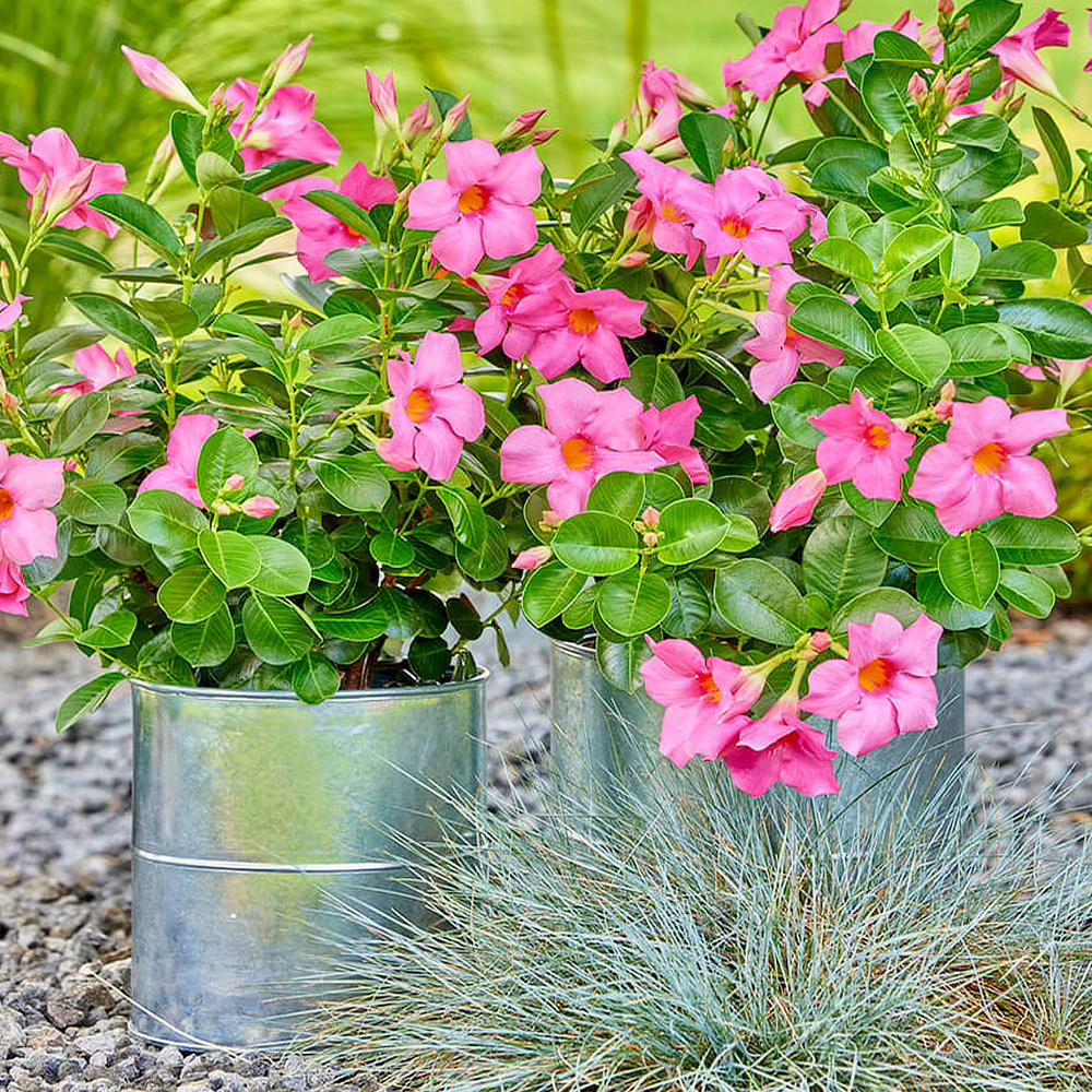 Seaux à fleurs A2 Living, 3 pièces - galvanisés - Image 4