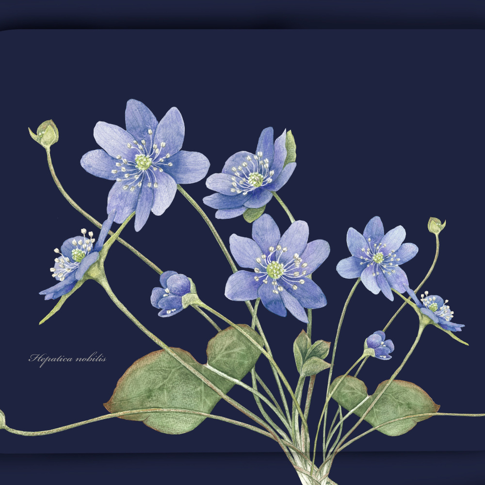 Koustrup & Co. bakke, 20x27 - Blå anemone - Billede 2