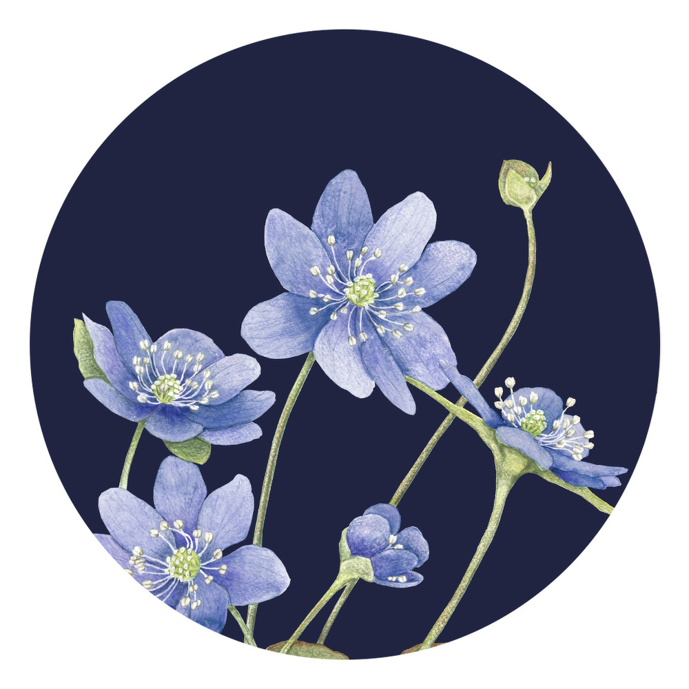Koustrup & Co. glasonderzetters - Blauwe anemoon - Afbeelding 2