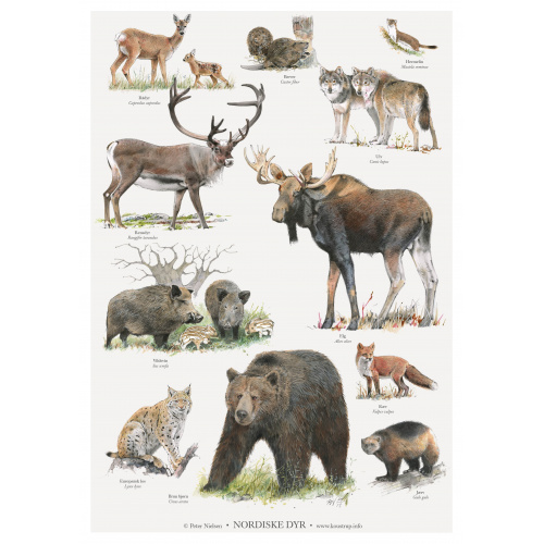 Koustrup poster - Noordse dieren, A2