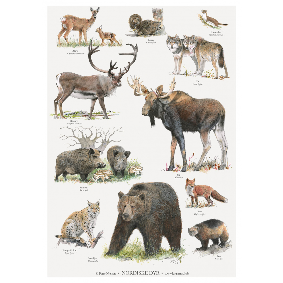 Koustrup plakat - Nordiske dyr, A2