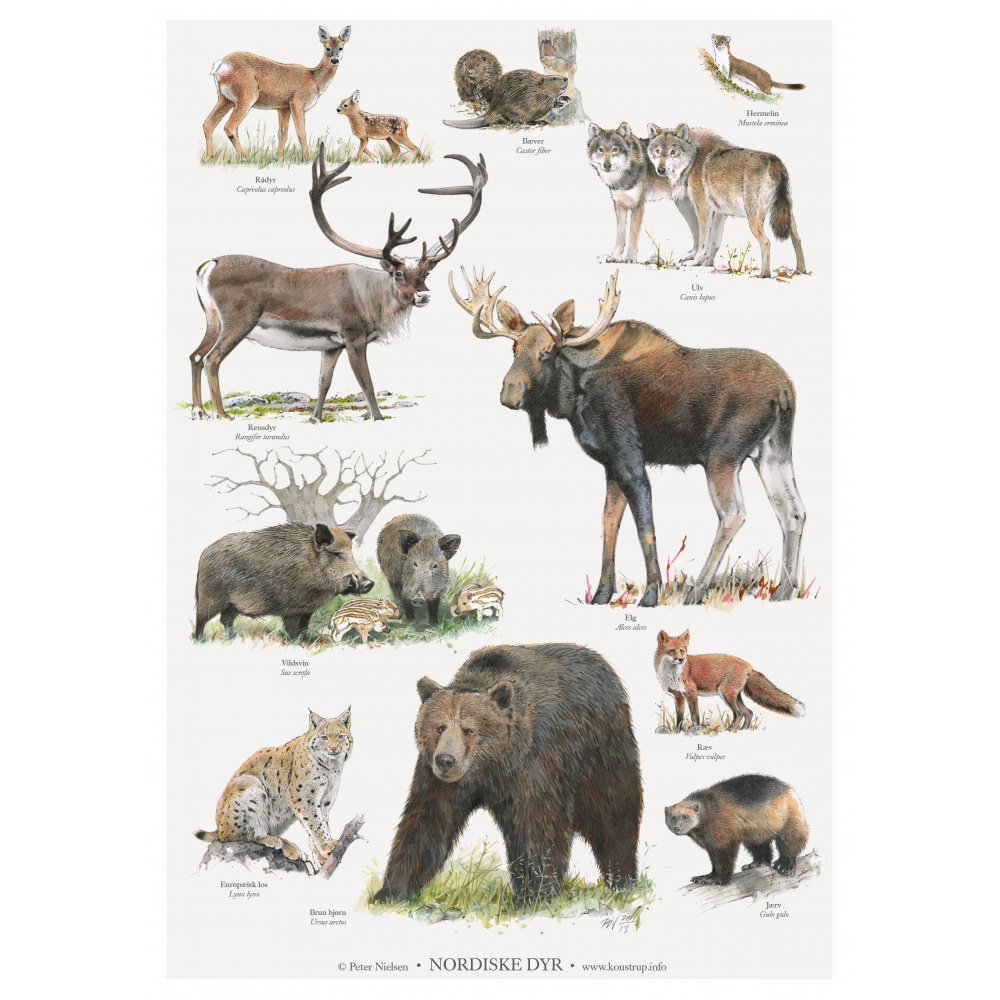 Koustrup poster - Noordse dieren, A2