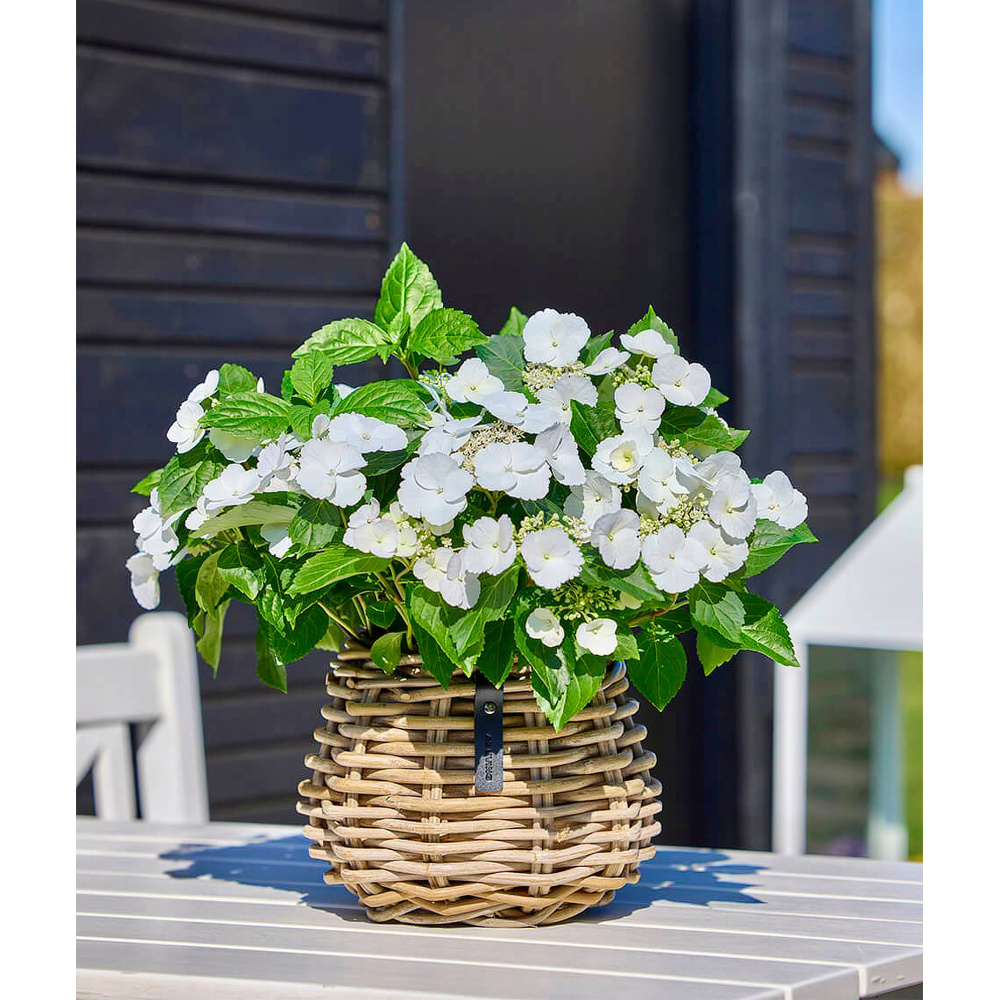 A2 Living rattan urtepotte - rund - Billede 3