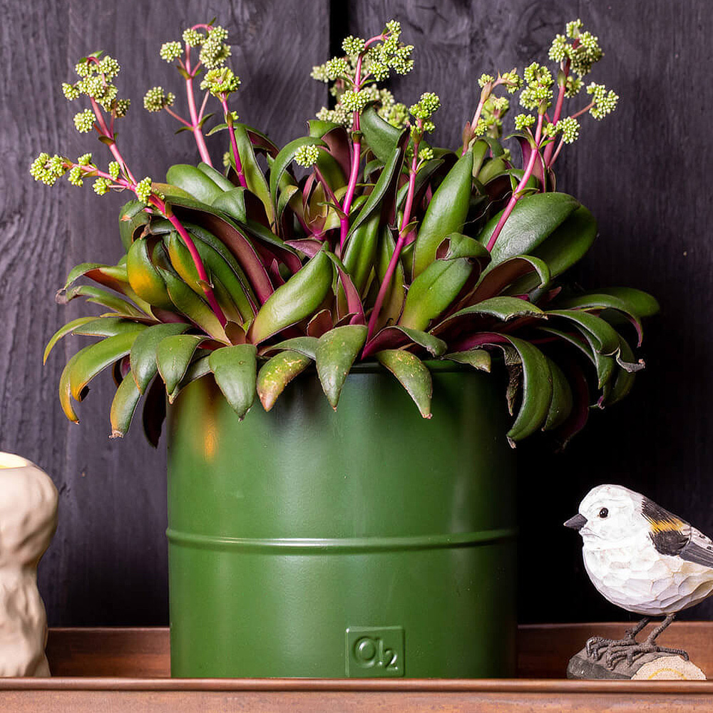 A2 Living Flower Buckets, 3 pcs. - Olive Green - Image 4