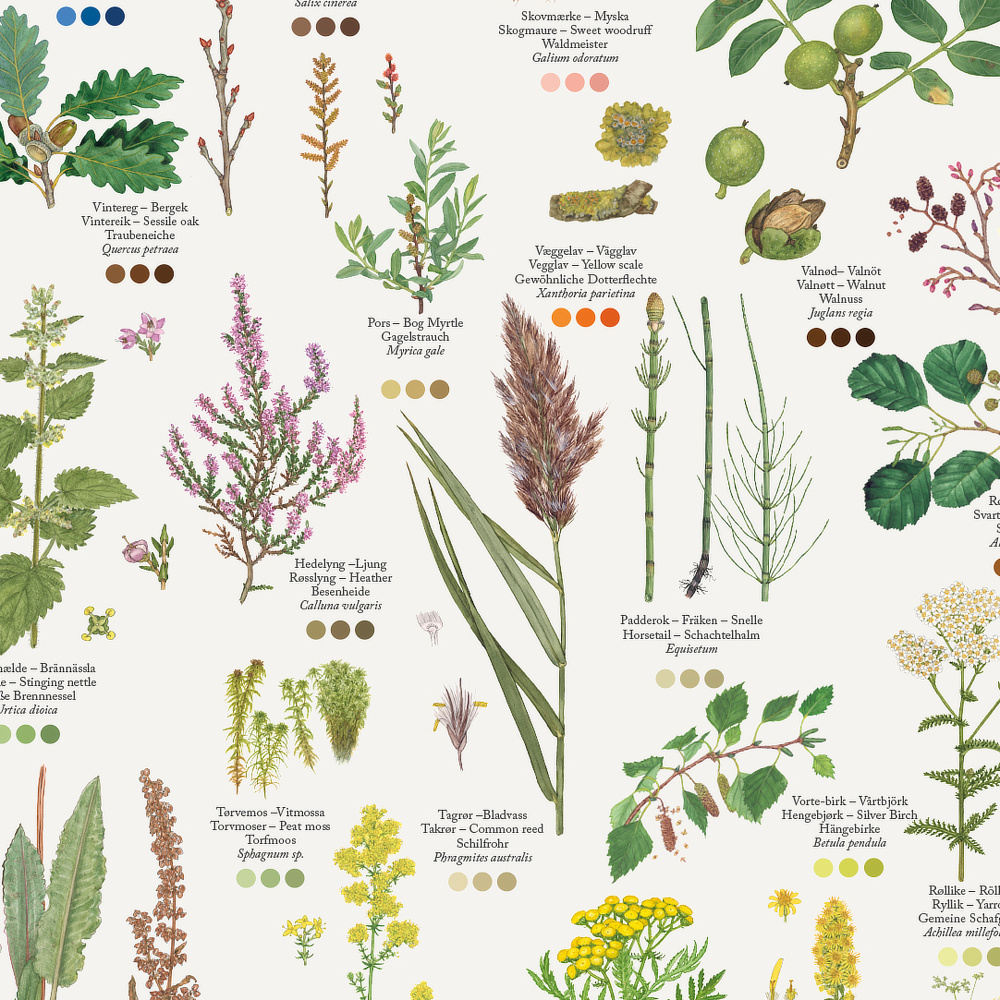 Koustrup poster - Verven met planten, A2 - Afbeelding 2