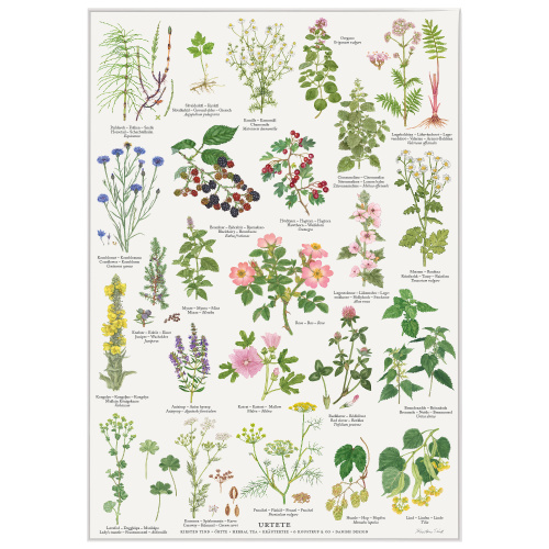 Affiche Koustrup - Tisane, A2