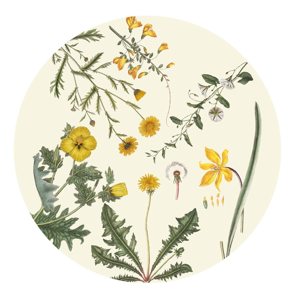 Flora Danica coasters - Yellow flowers - Image 2