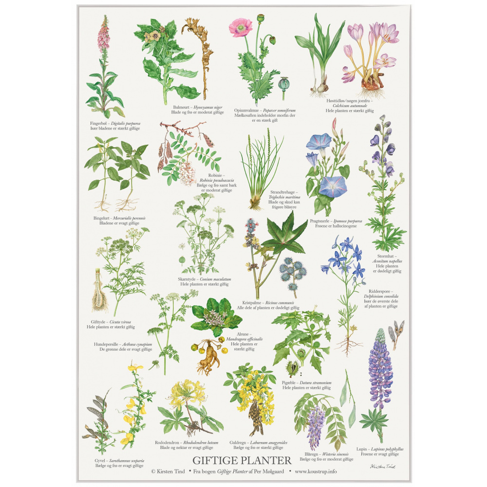Koustrup plakat - Giftige planter, A2