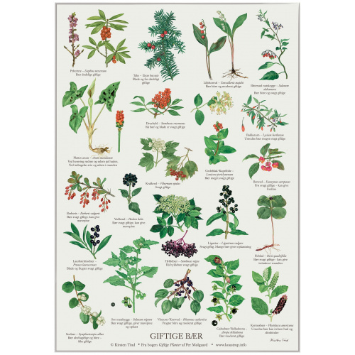 Koustrup & Co. Plakat mit giftigen Beeren - A2