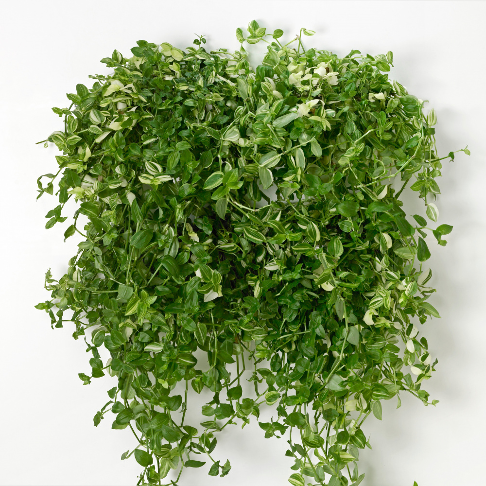 VertiPlants väggkruka - vit - Bild 16