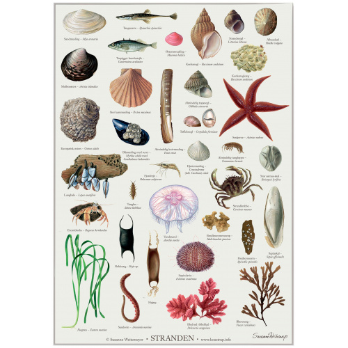 Koustrup poster - Het strand, A2