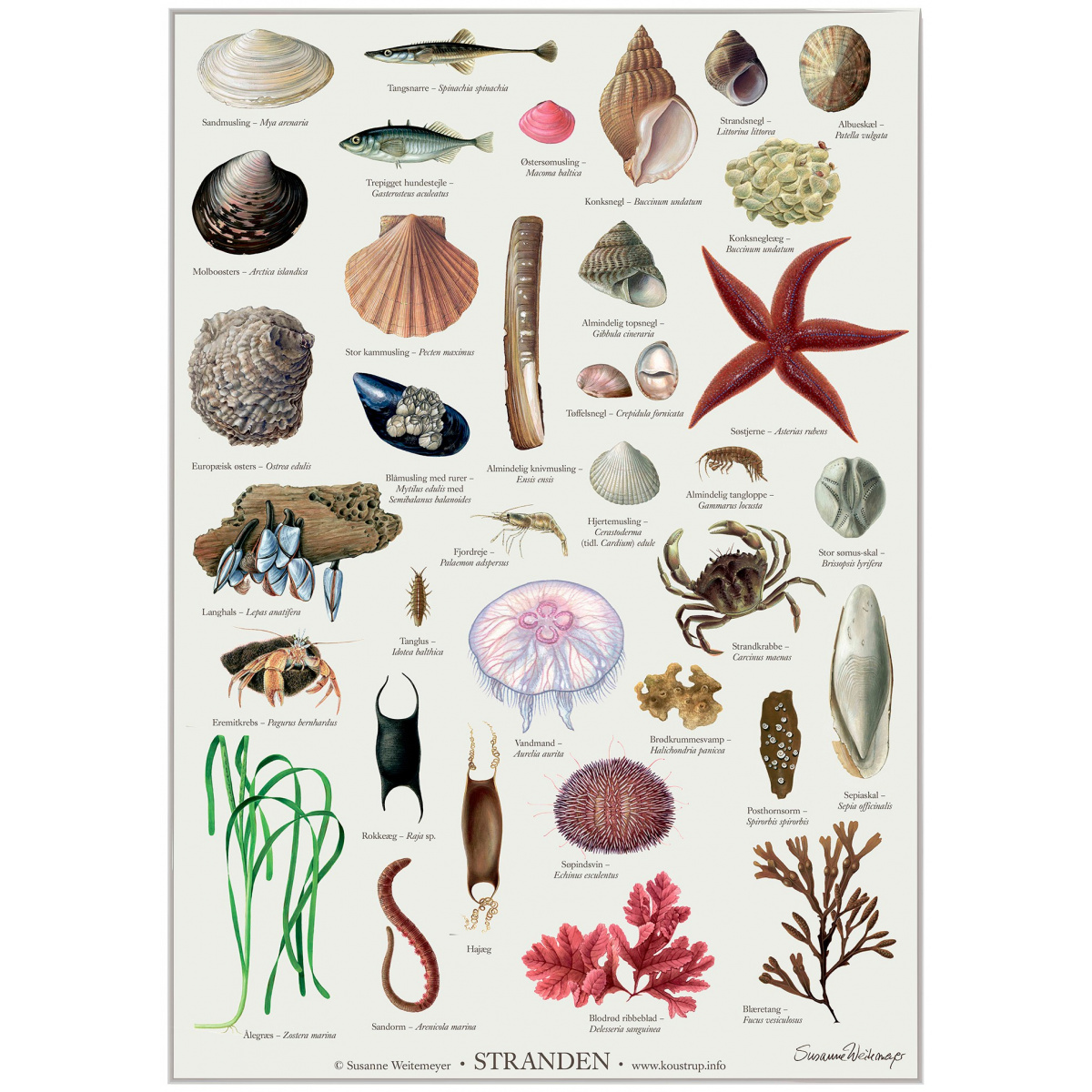 Koustrup plakat - Stranden, A2
