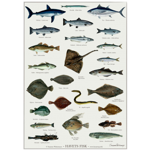 Affiche Koustrup - Poissons de la mer, A2