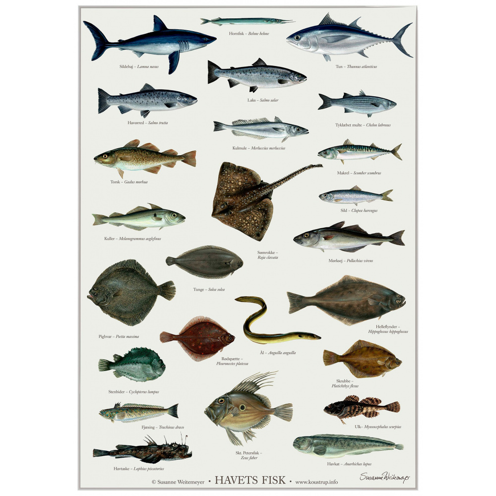 Koustrup plakat - Havets fisk, A2