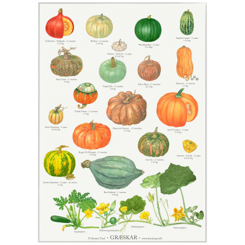 Koustrup & Co. Plakat mit Kürbis - A2