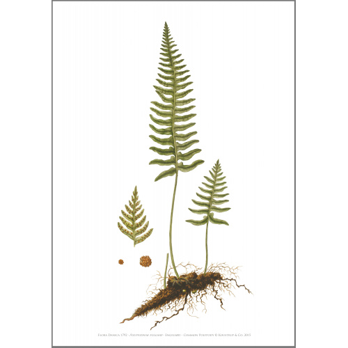 Impression d'art Flora Danica au format A2 — cardamine des prés