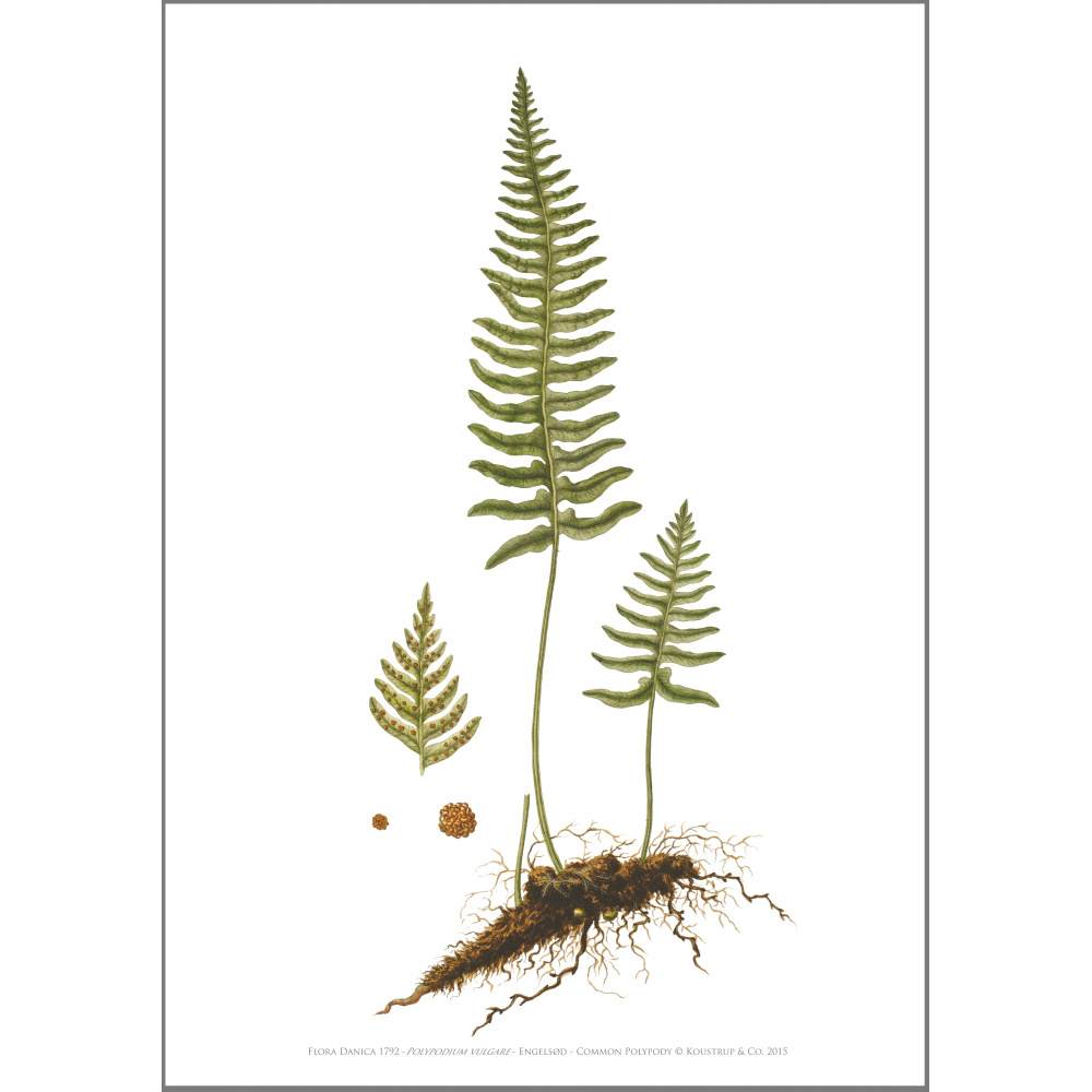 Impression d'art Flora Danica au format A2 — cardamine des prés