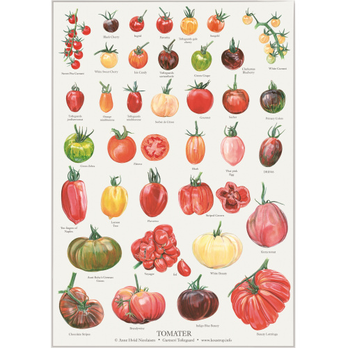 Koustrup poster - Tomaten, A2