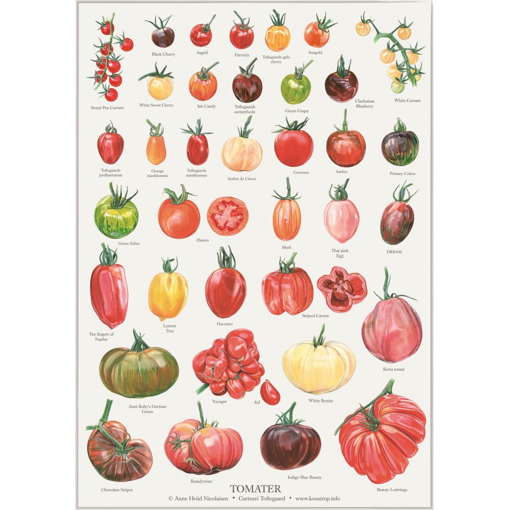Koustrup poster - Tomaten, A2
