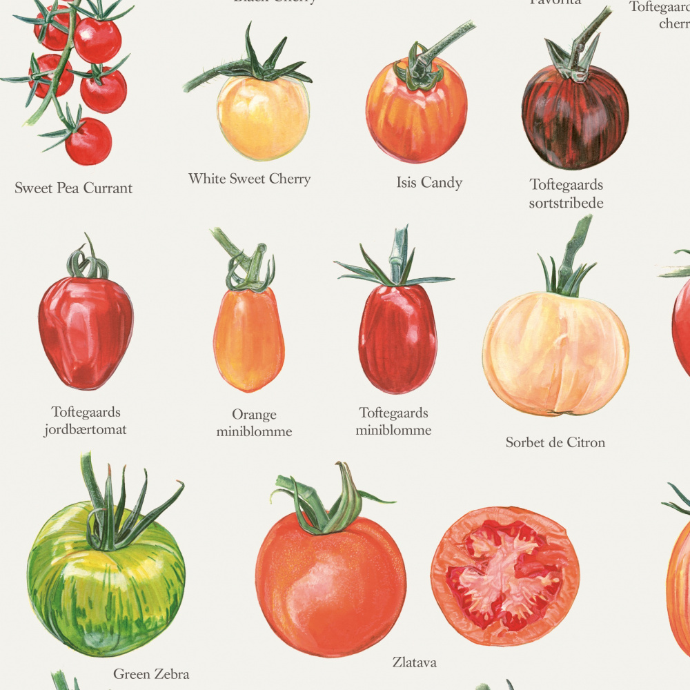 Koustrup poster - Tomaten, A2 - Afbeelding 2