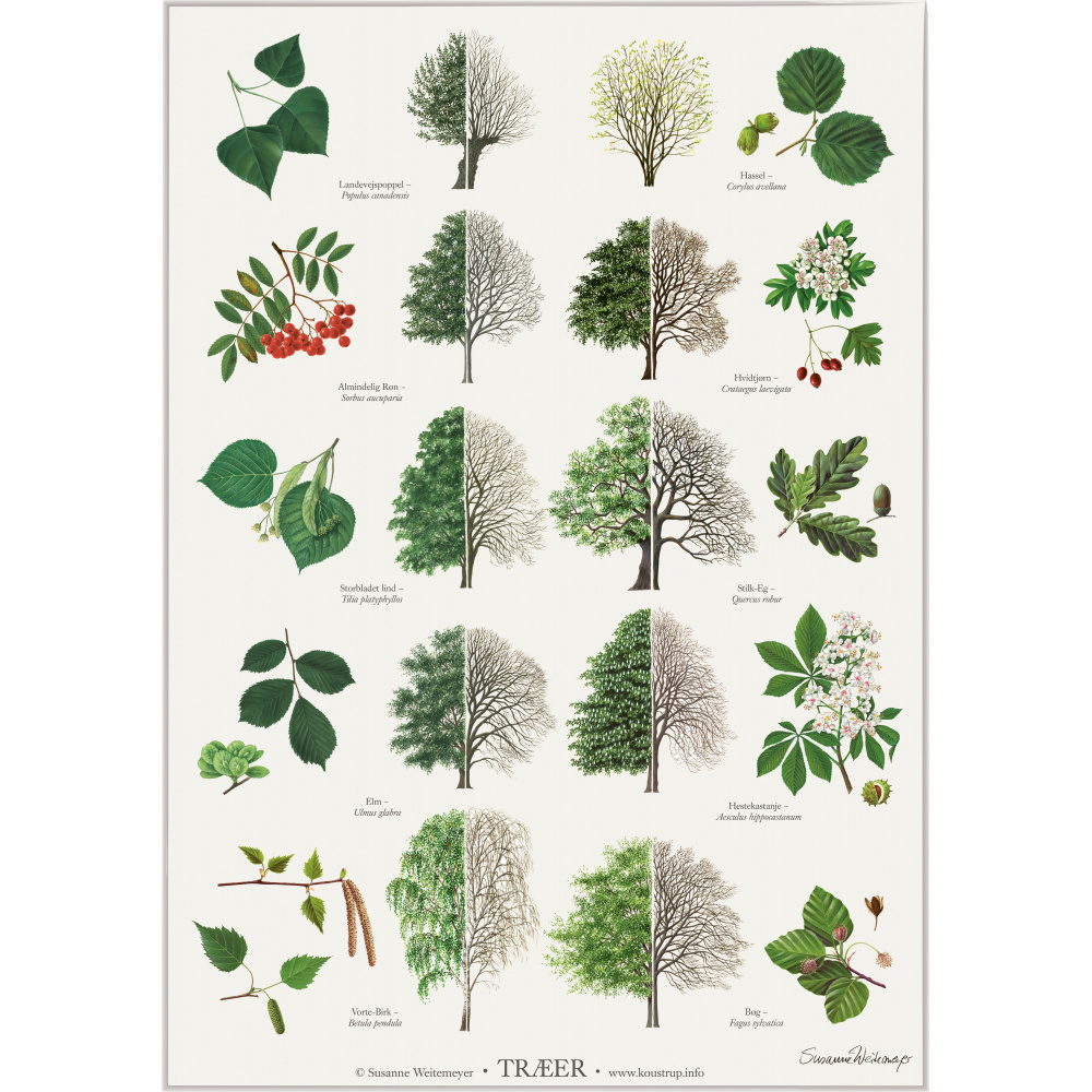 Koustrup Poster – Bäume, A2