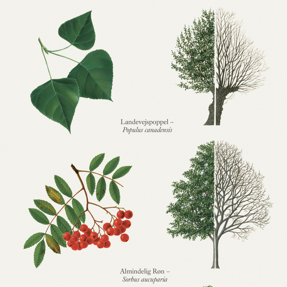 Koustrup poster - Bomen, A2 - Afbeelding 2