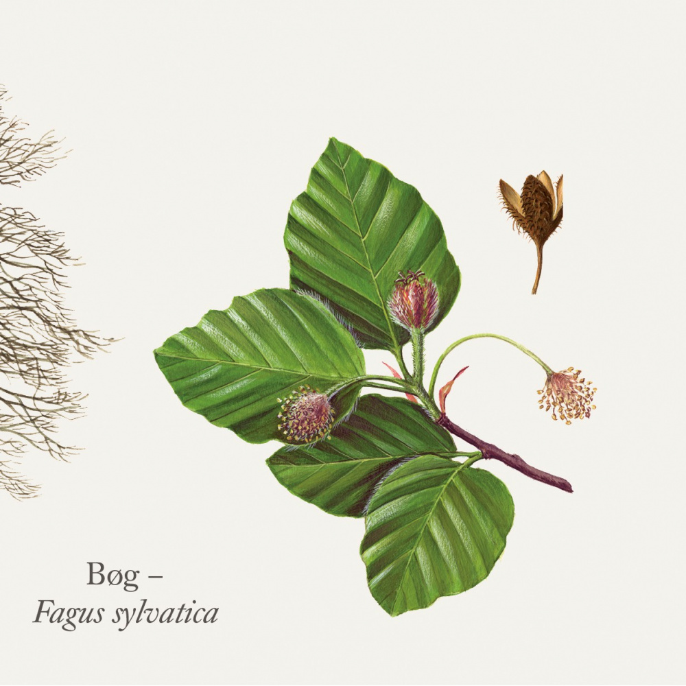 Koustrup poster - Bomen, A2 - Afbeelding 3