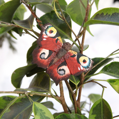 Wildlife Garden Schmetterling - Tagpfauenauge